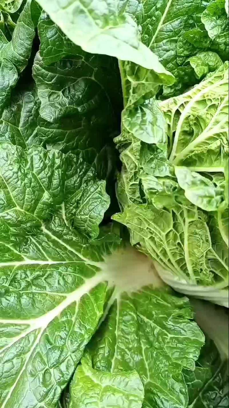 大白菜