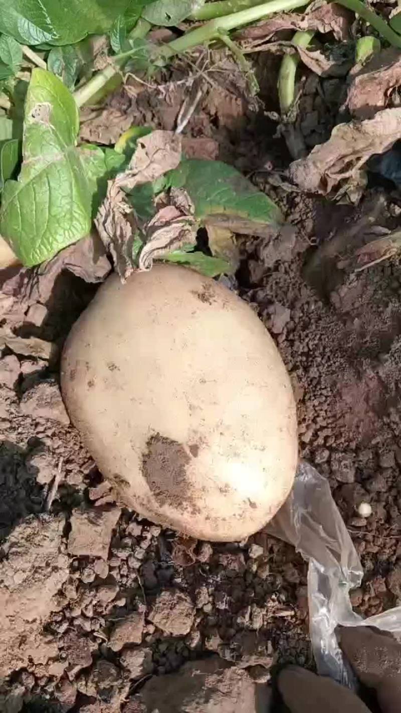 土豆