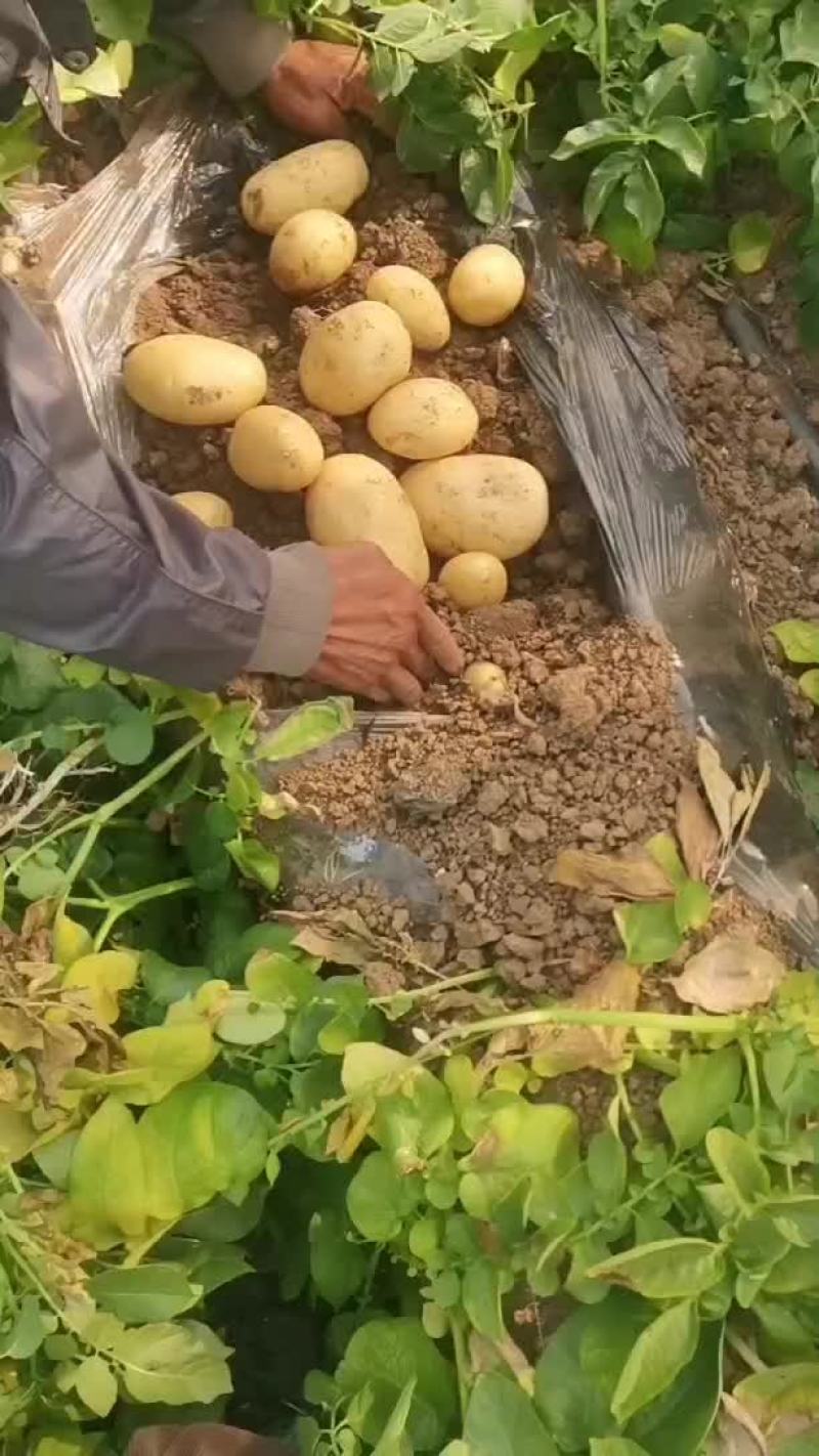 土豆