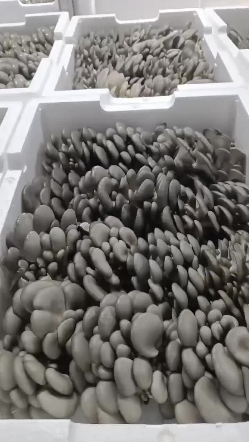 小黑平菇厚3~5cm黑色