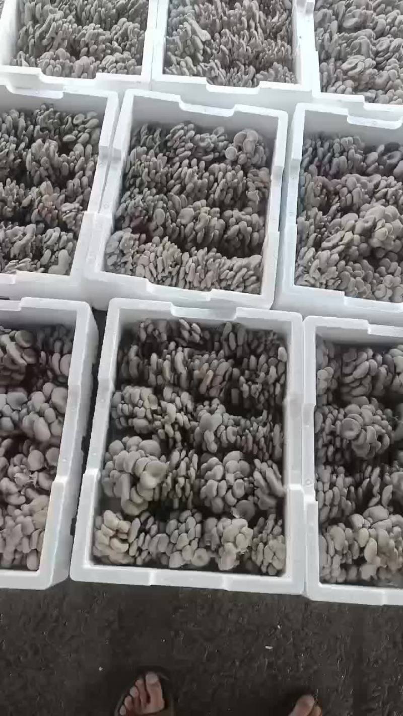 小黑平菇厚3~5cm黑色