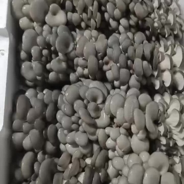 小黑平菇厚3~5cm黑色