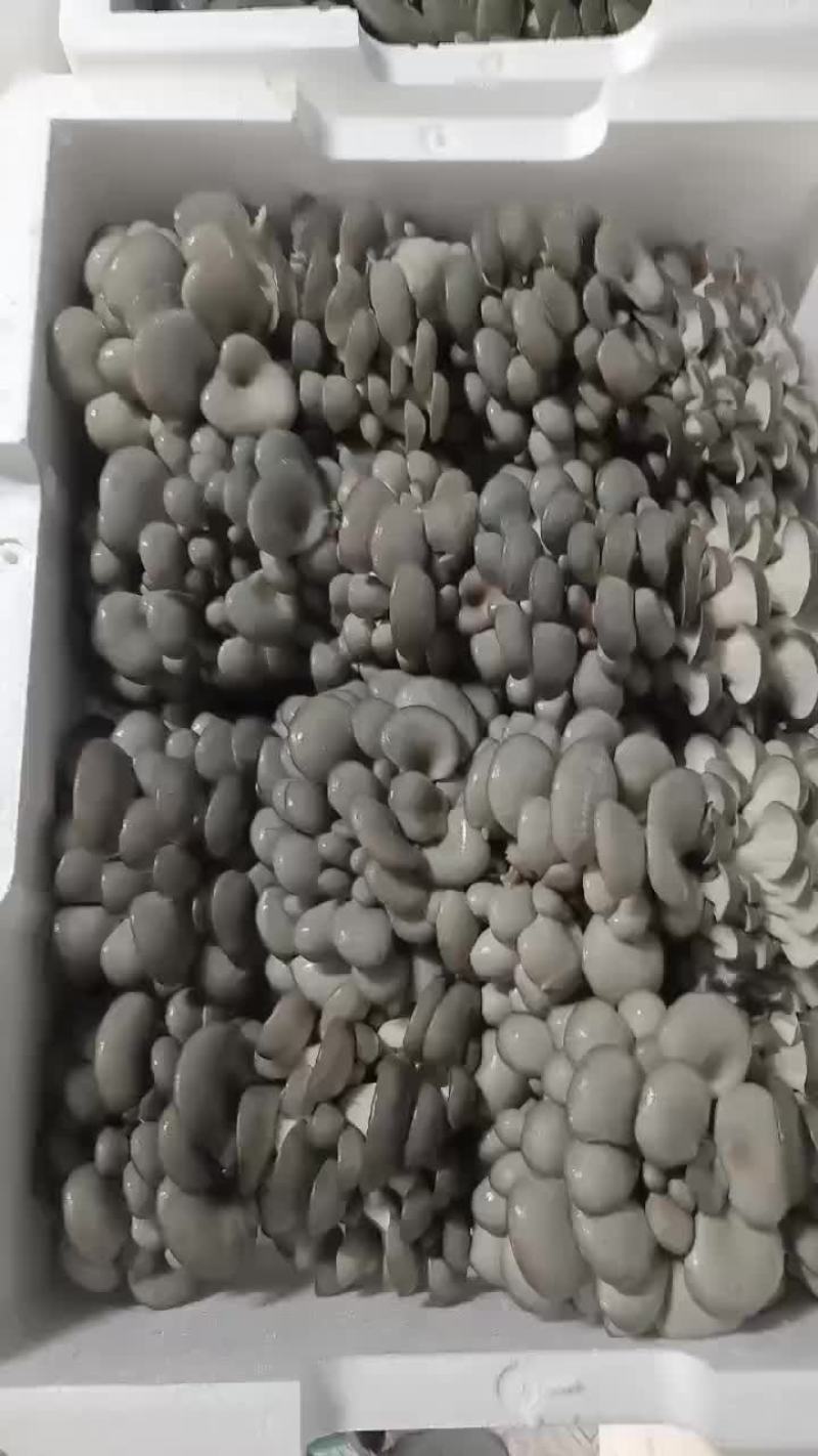 小黑平菇厚3~5cm黑色