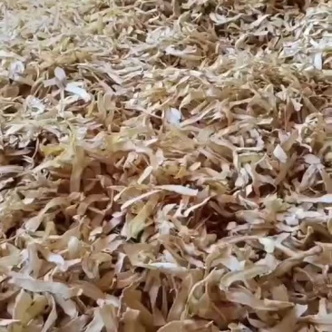 【玉竹】玉竹干片大量有货量大从优欢迎咨询