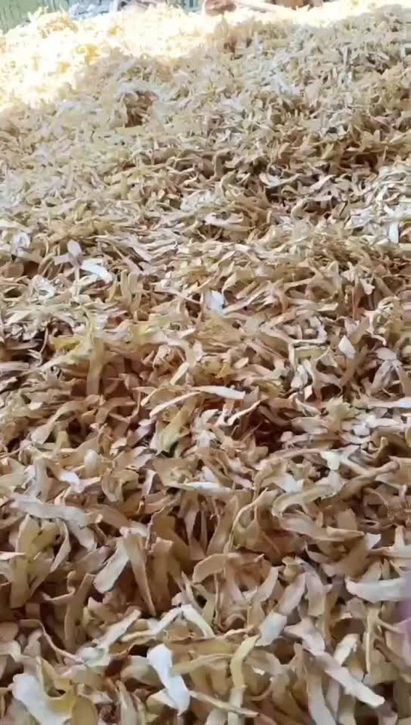 【玉竹】玉竹干片大量有货量大从优欢迎咨询