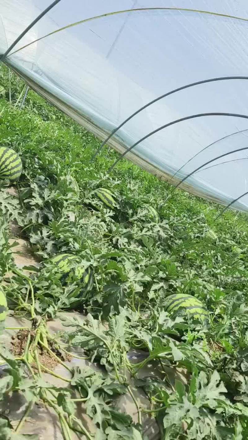 陕西渭南锦王西瓜