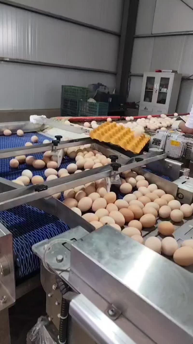 鲜鸡蛋