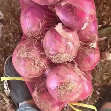 大量批发葱头