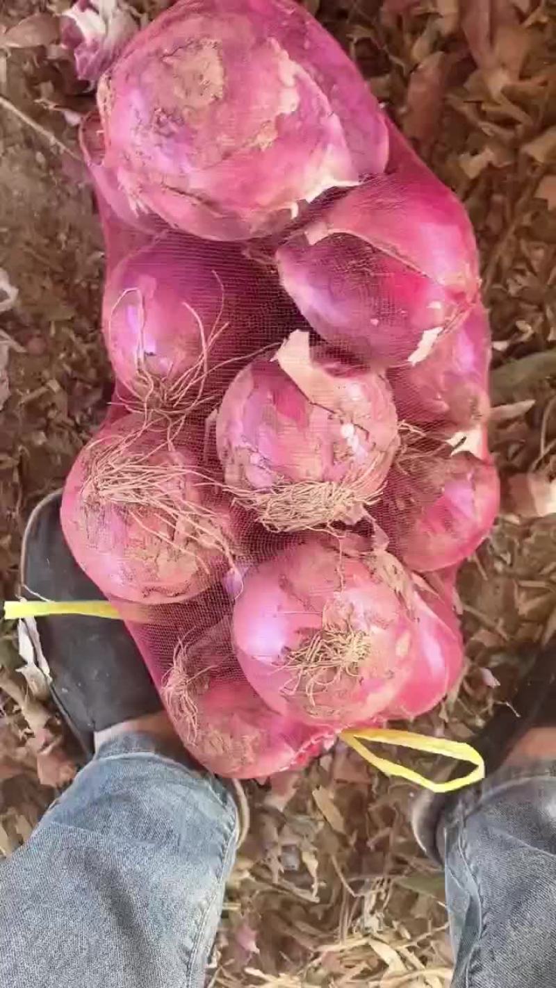 大量批发葱头