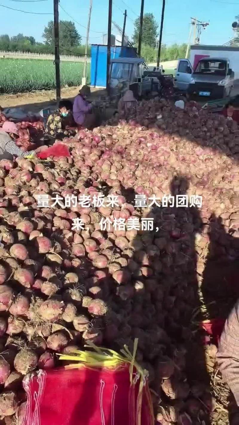 大量批发葱头