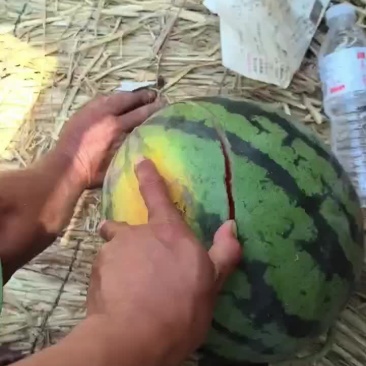 河北甜王西瓜