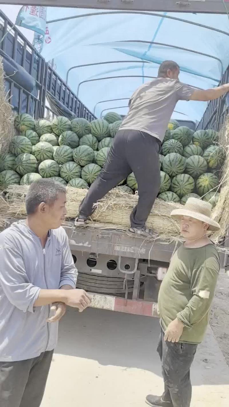 河北甜王西瓜