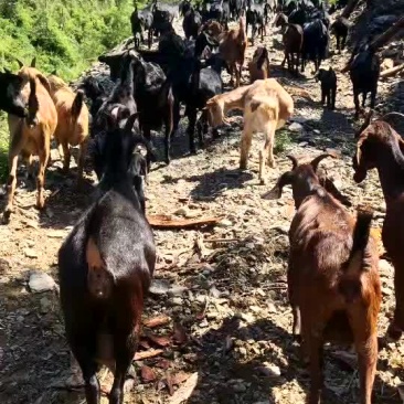 贵州生态放养黑山羊，好山好水养好羊。