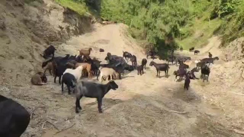 贵州生态放养黑山羊，好山好水养好羊。