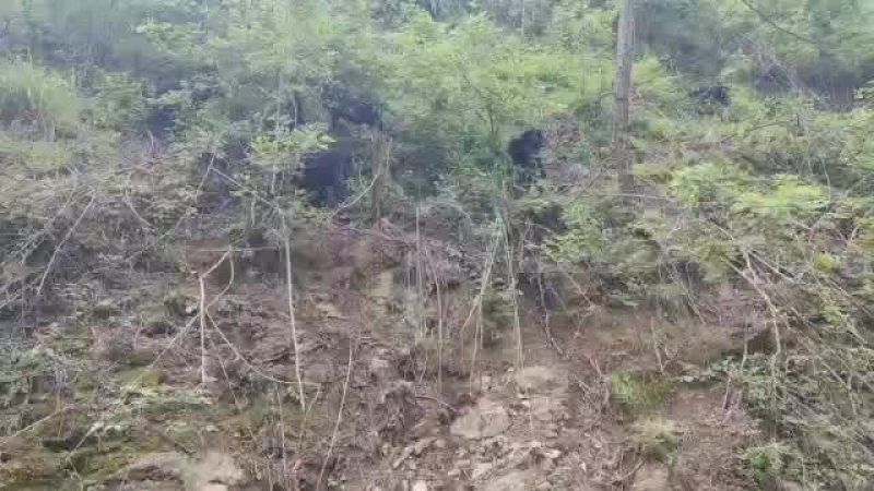 贵州生态放养黑山羊，好山好水养好羊。