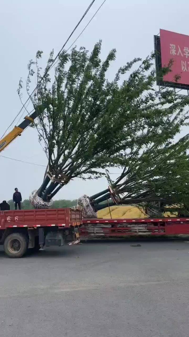丛生榉树量大树优货源充足，可视平基地考察，欢迎合作