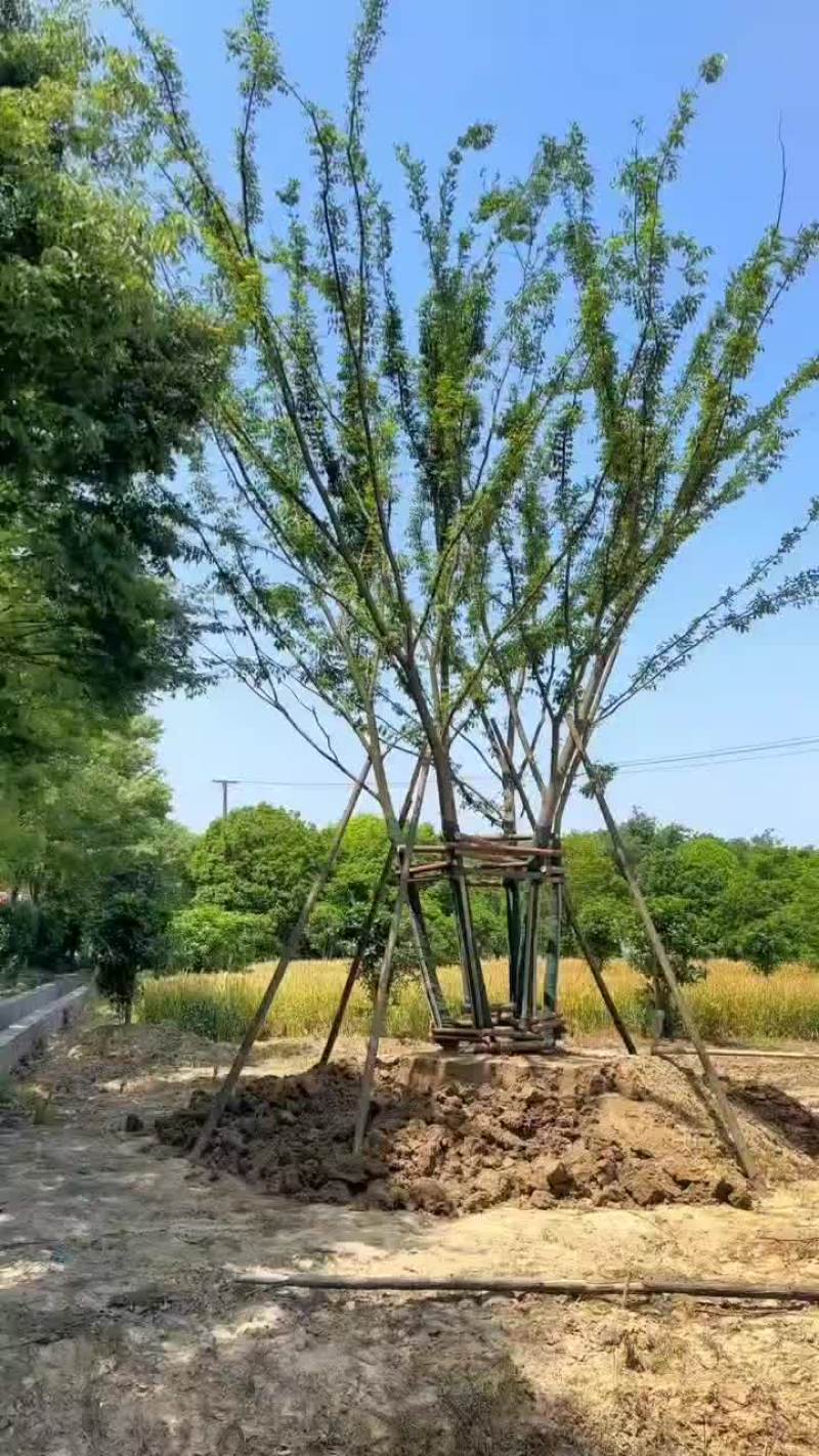 丛生榉树量大树优货源充足，可视平基地考察，欢迎合作