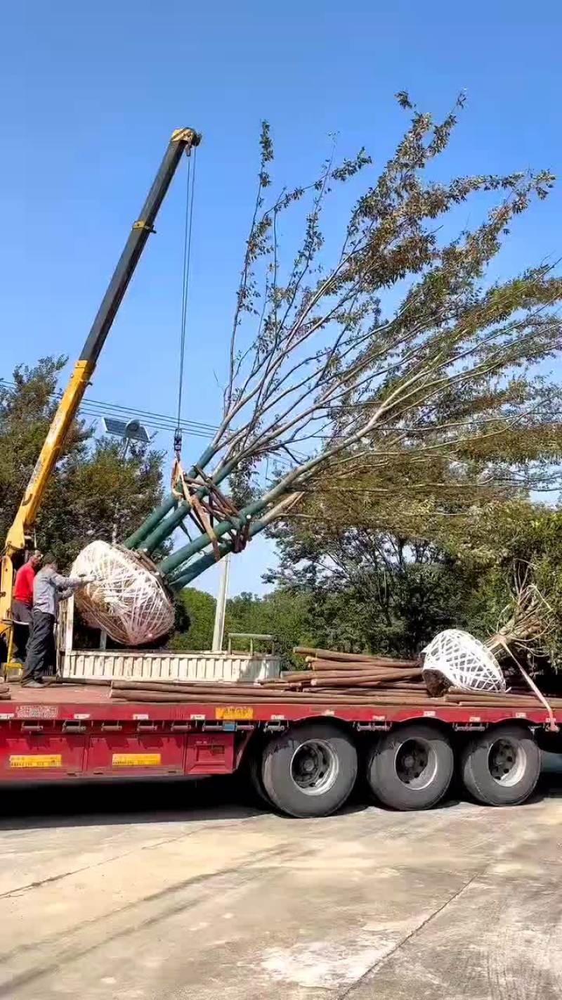丛生榉树量大树优货源充足，可视平基地考察，欢迎合作