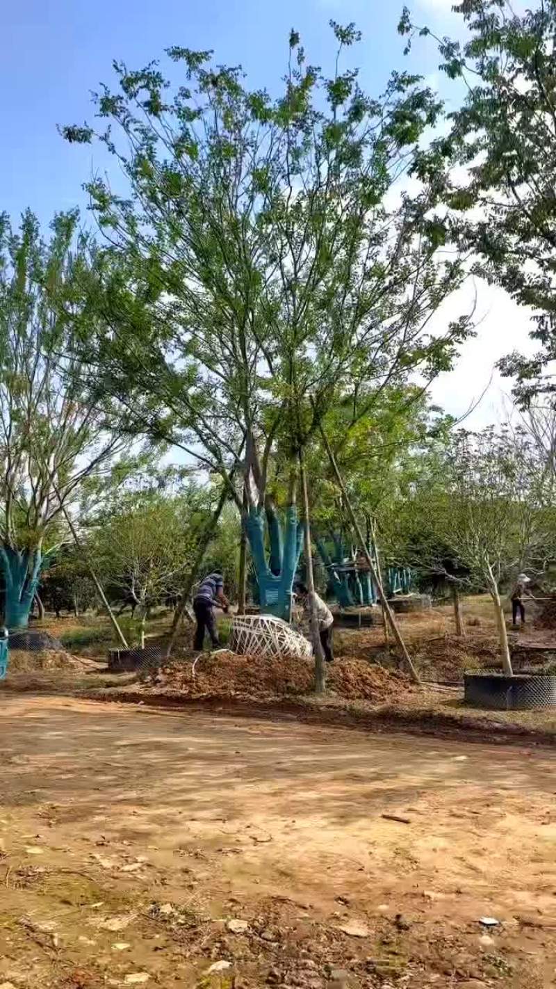 丛生榉树量大树优货源充足，可视平基地考察，欢迎合作