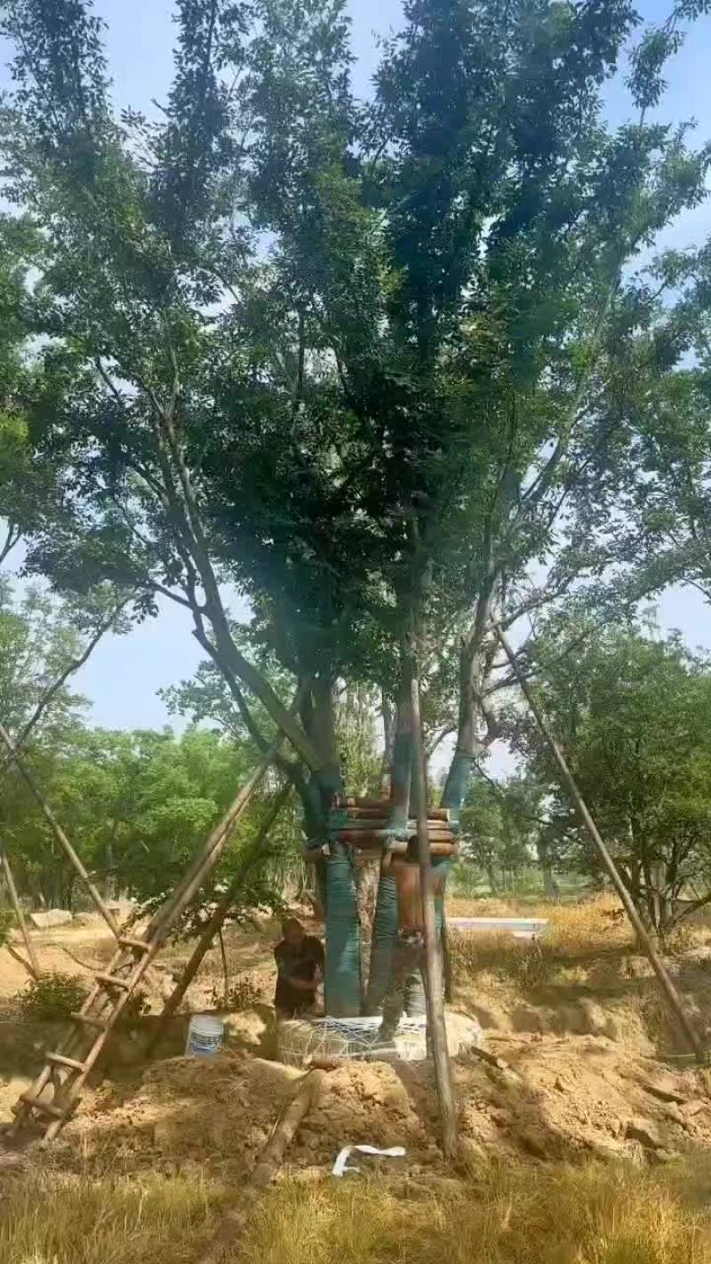 丛生榉树量大树优货源充足，可视平基地考察，欢迎合作