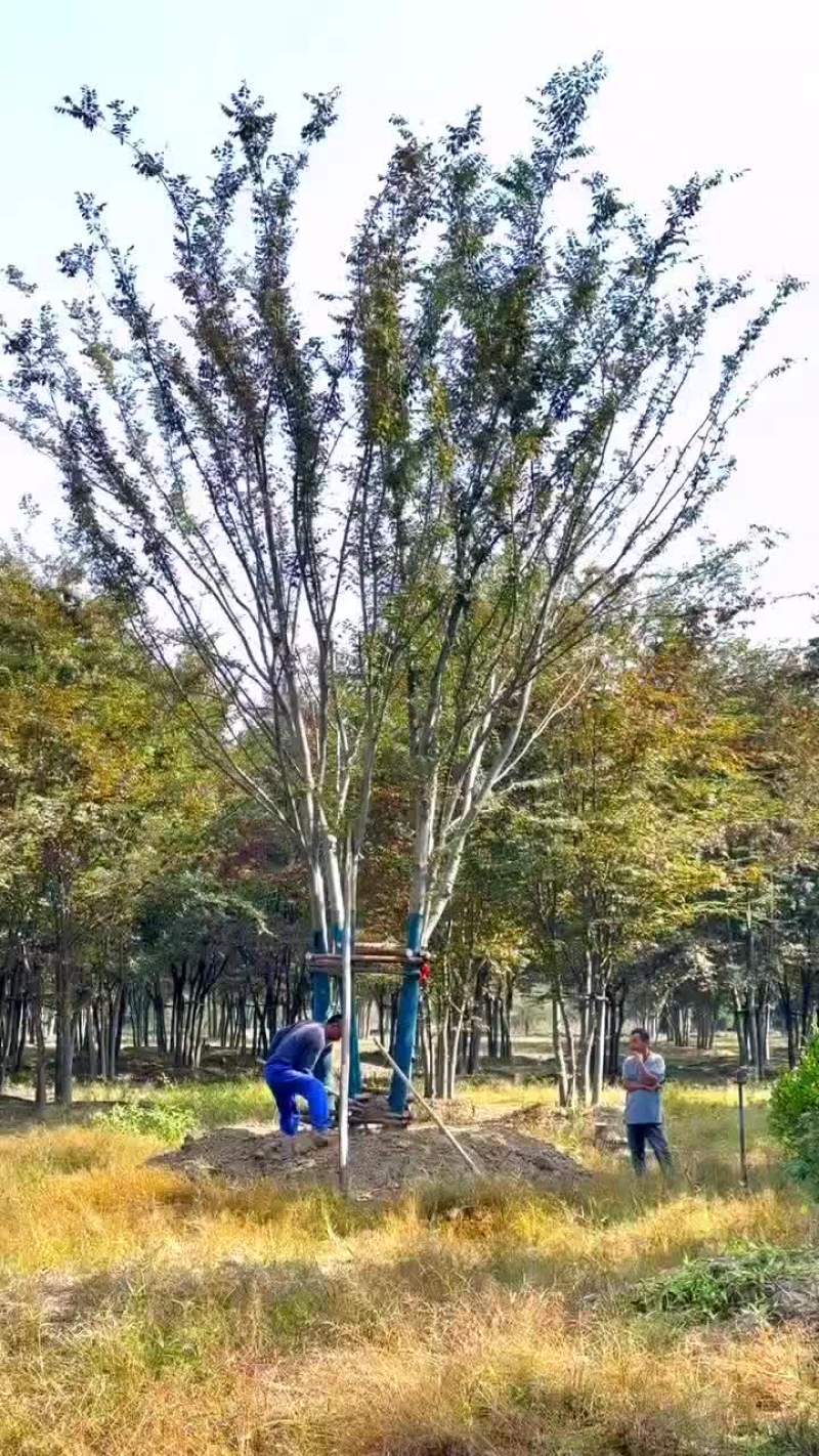 丛生榉树量大树优货源充足，可视平基地考察，欢迎合作