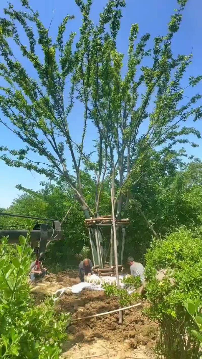 丛生榉树量大树优货源充足，可视平基地考察，欢迎合作