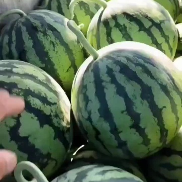 台农无籽麒麟