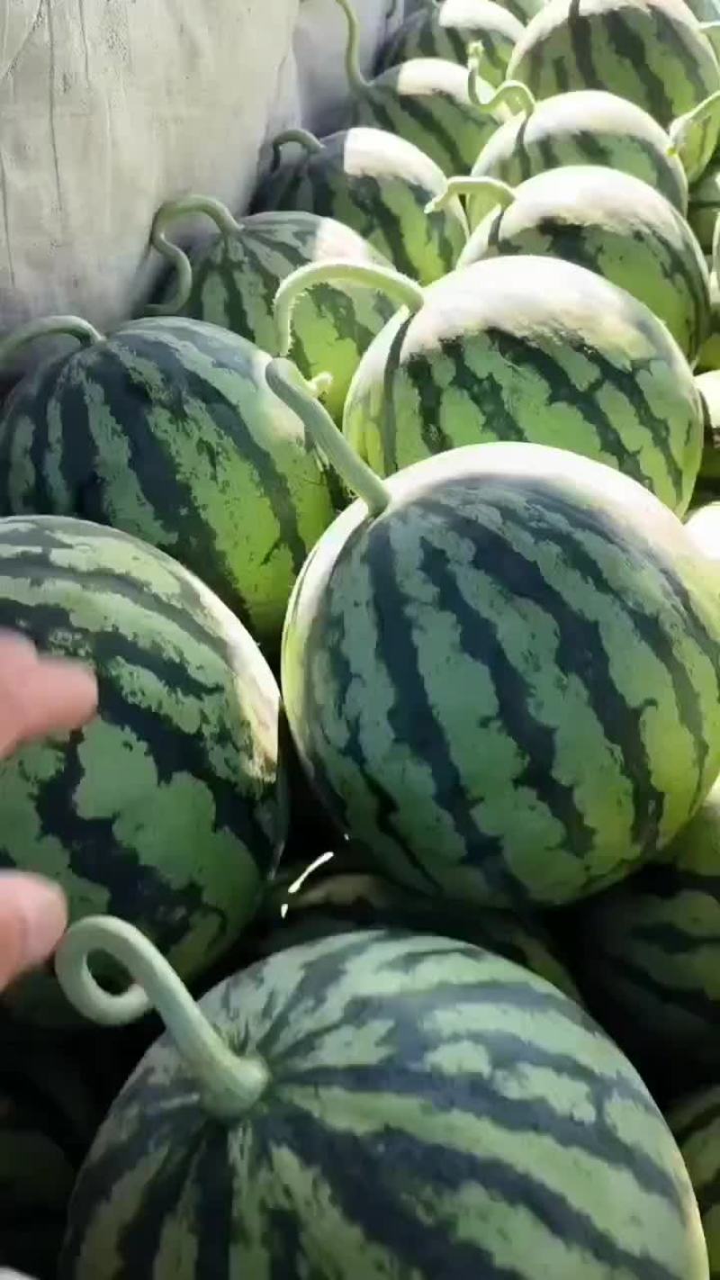 台农无籽麒麟