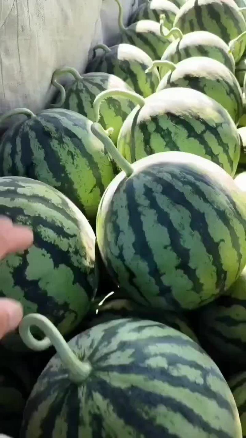 台农无籽麒麟