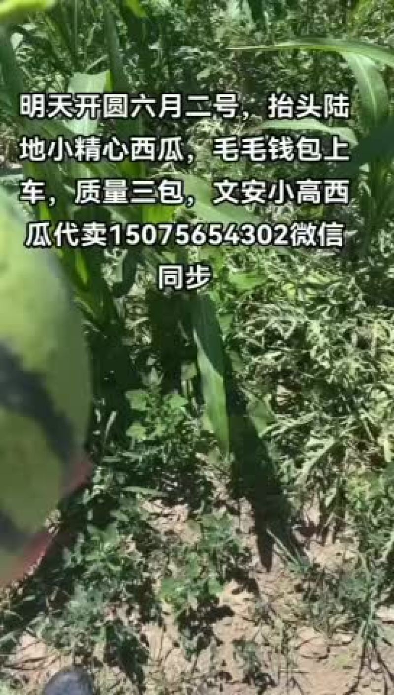 抬头陆地小精心西瓜