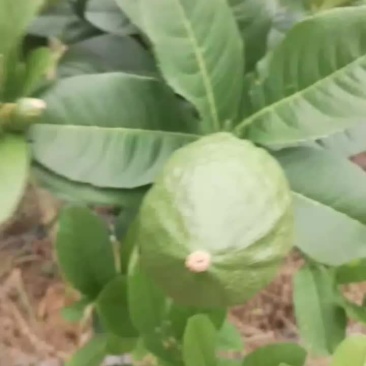 广东香水柠檬
