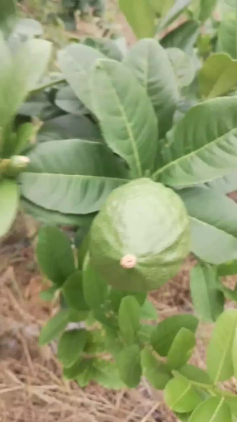 广东香水柠檬