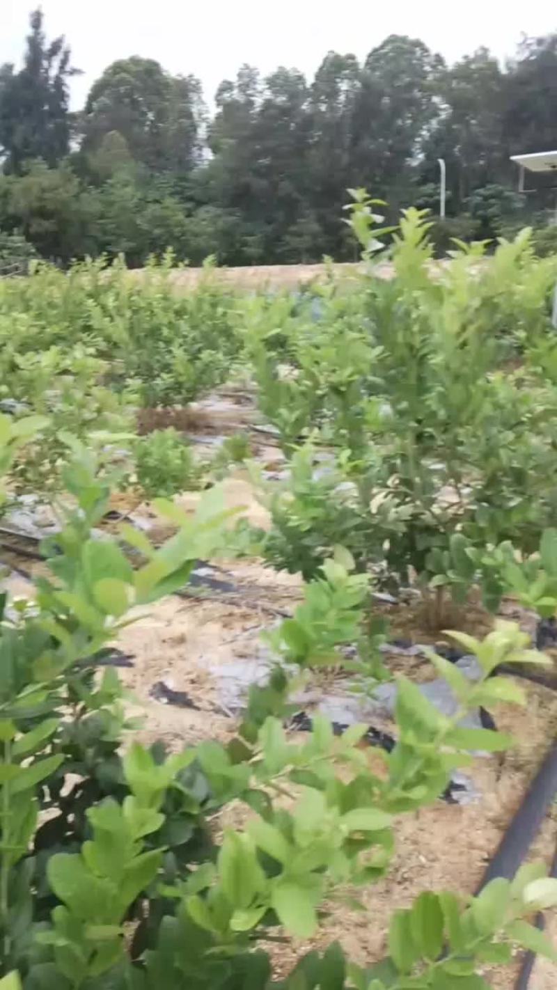 广东香水柠檬