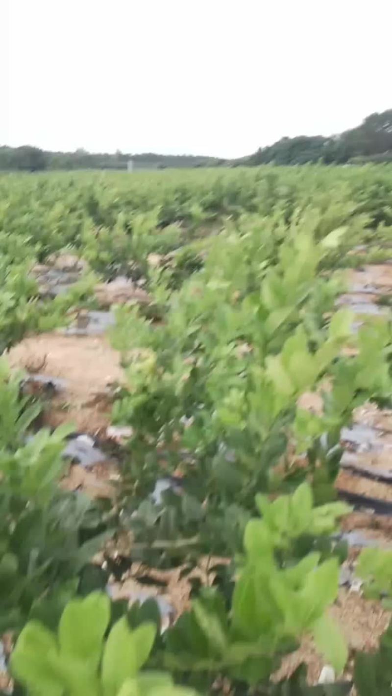广东香水柠檬