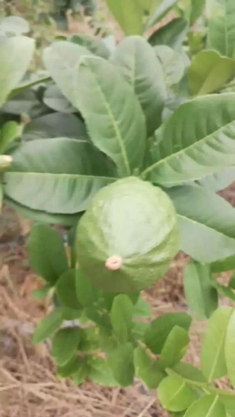 广东香水柠檬