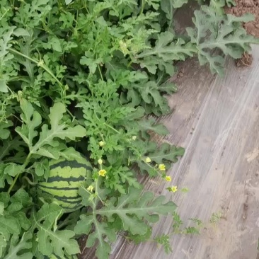 无籽头茬麒麟瓜