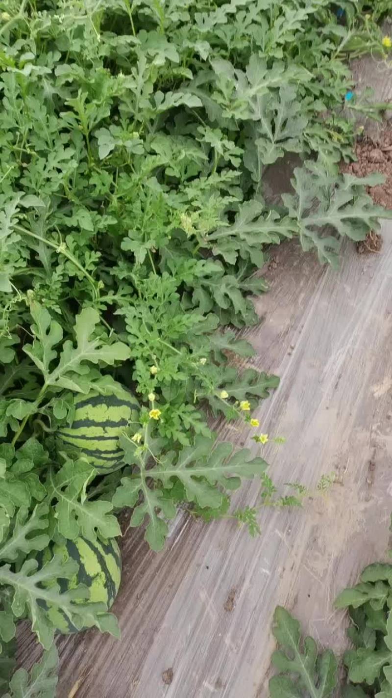 无籽头茬麒麟瓜