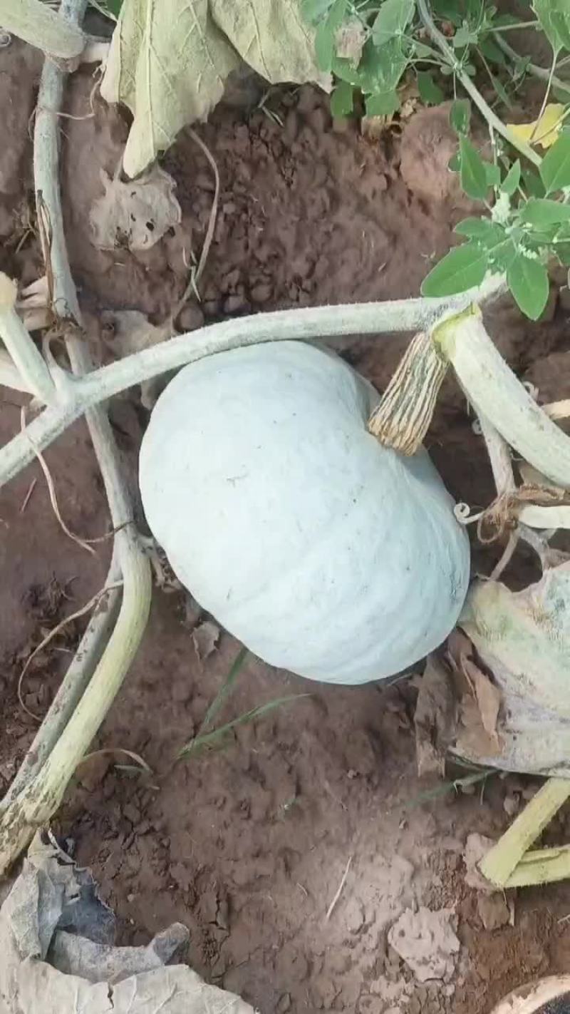 银栗