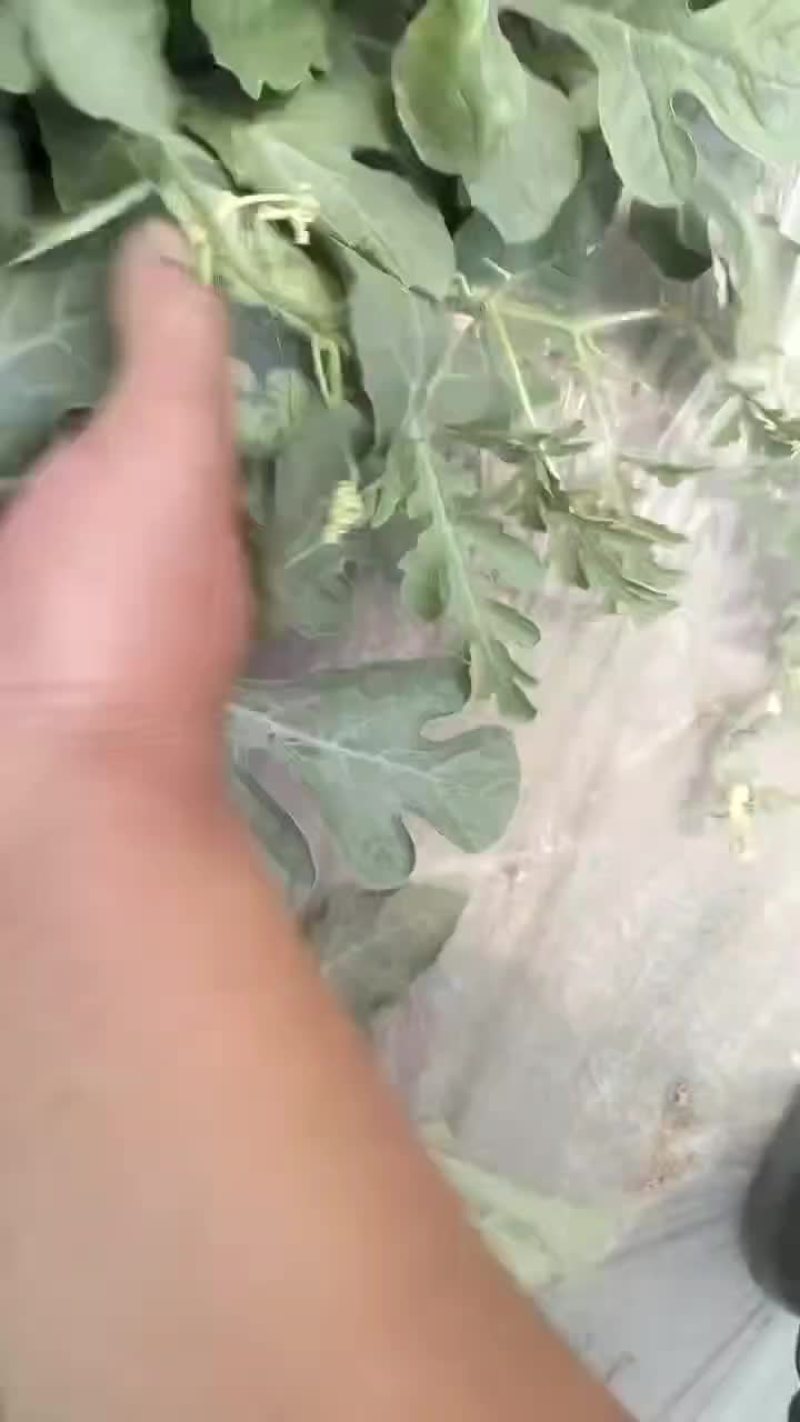 无籽麒麟西瓜