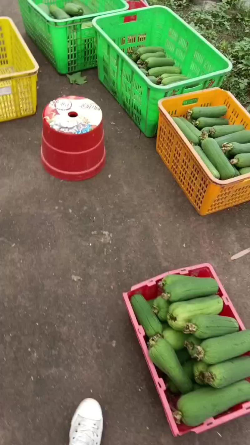 大英香丝瓜