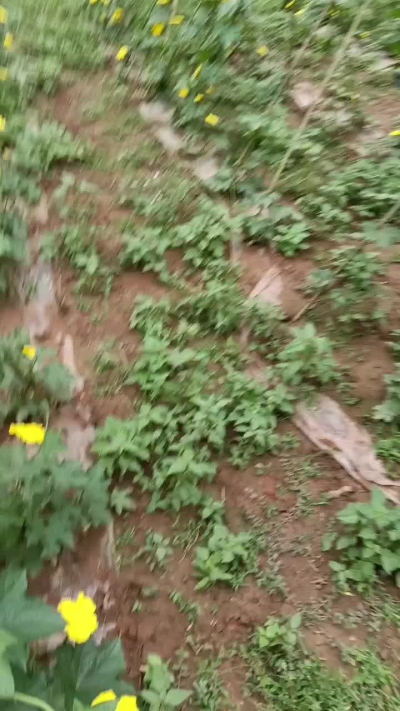 大英香丝瓜
