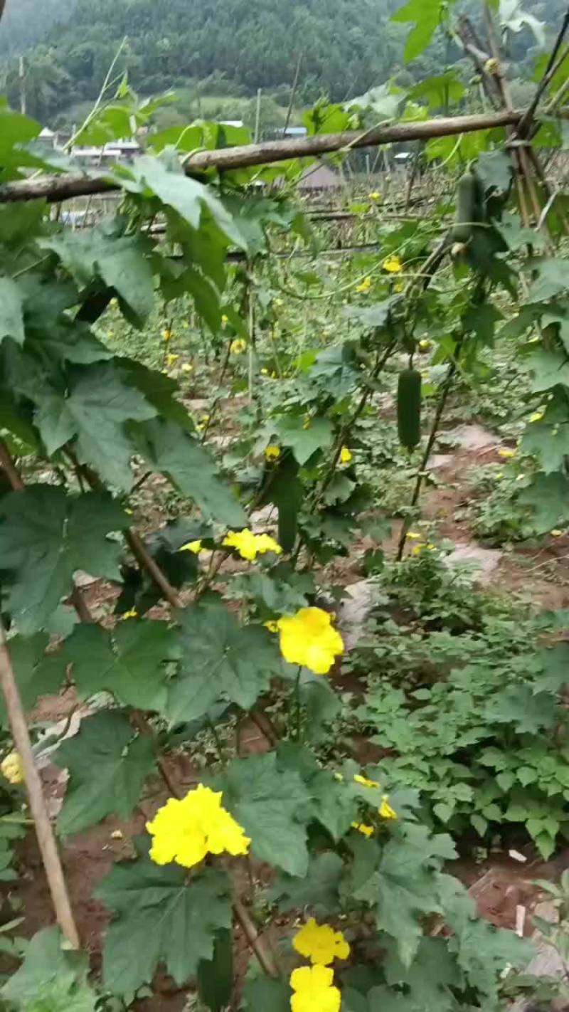 大英香丝瓜