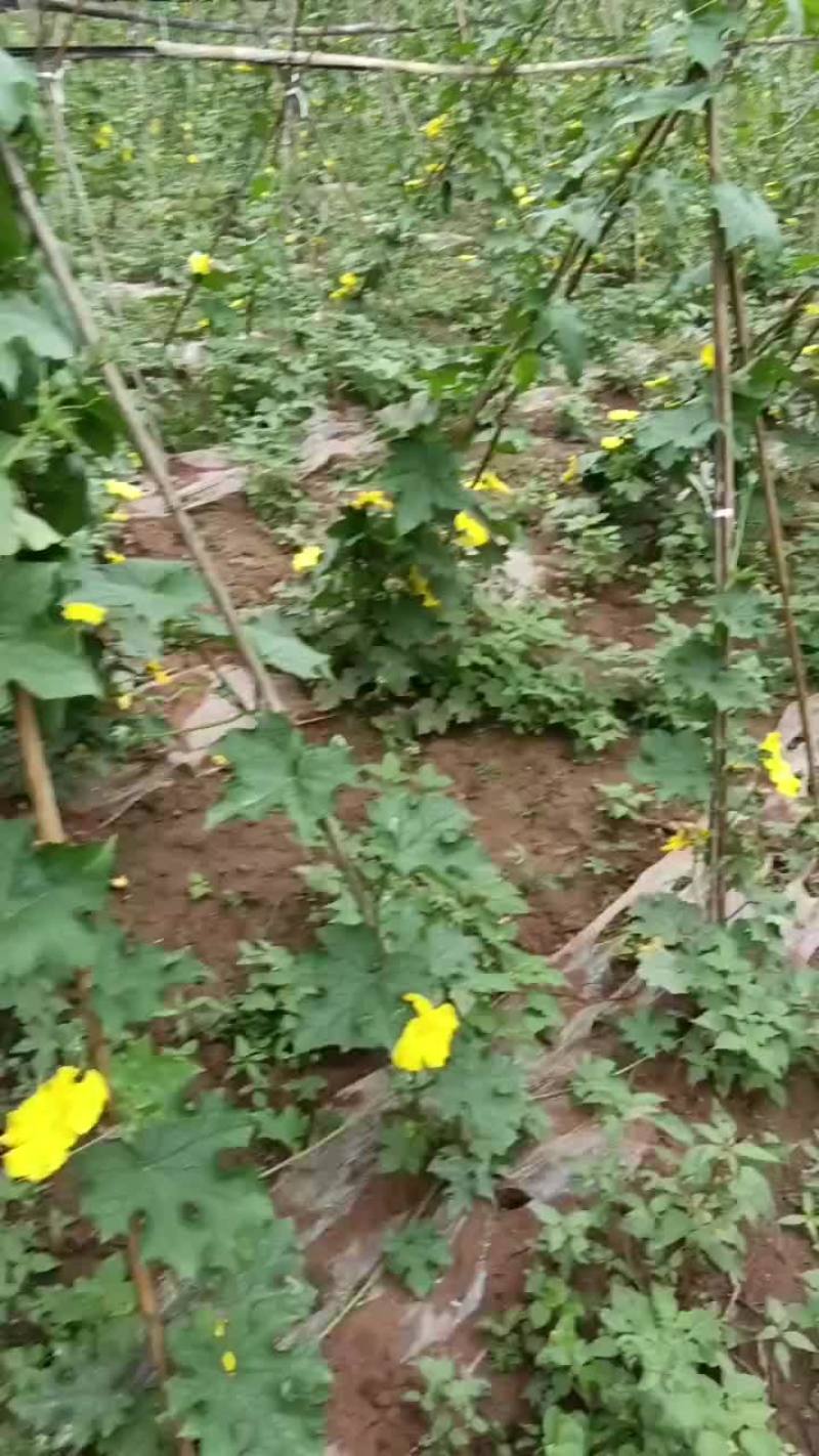 大英香丝瓜