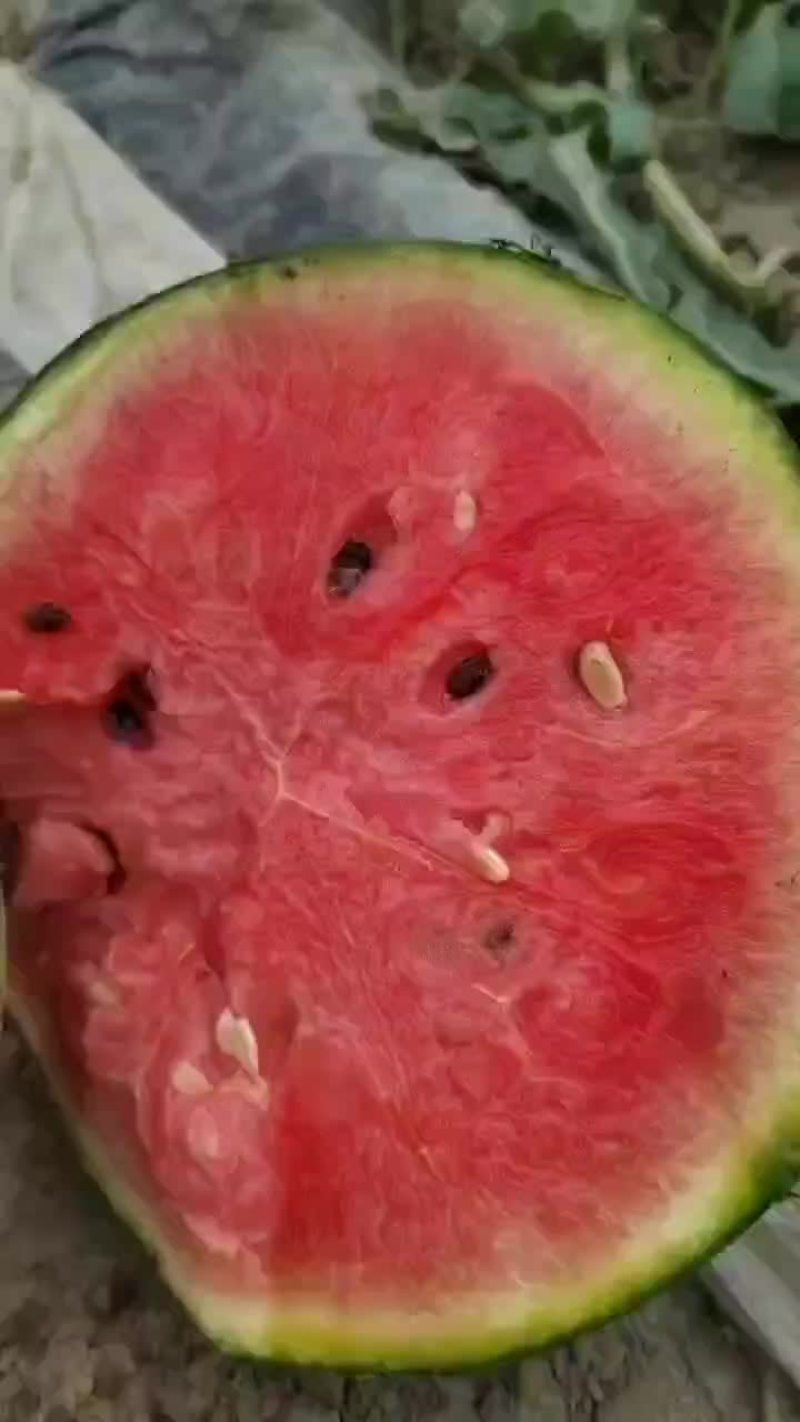 早春红玉