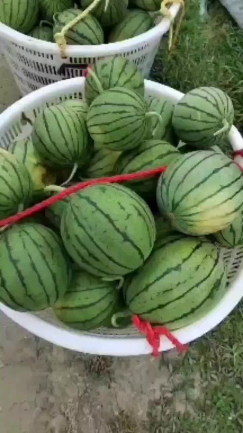 早春红玉