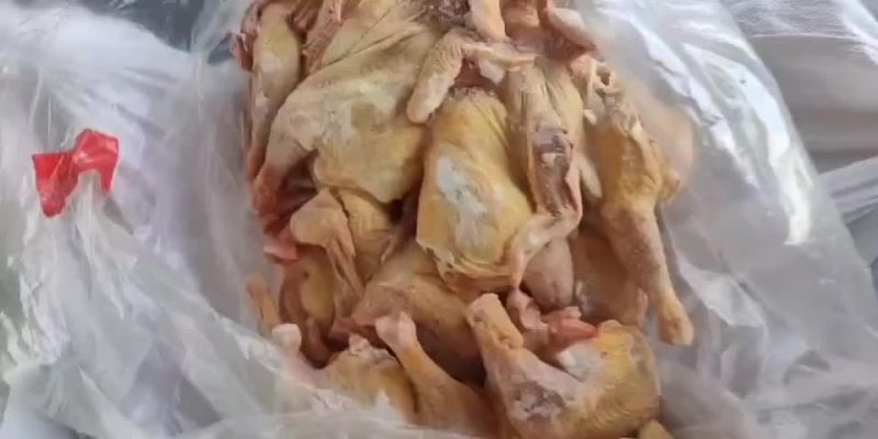 909半片鸡