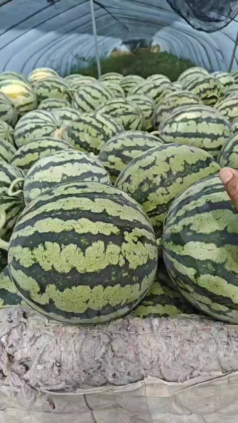 麒麟无子美都天津静海产区
