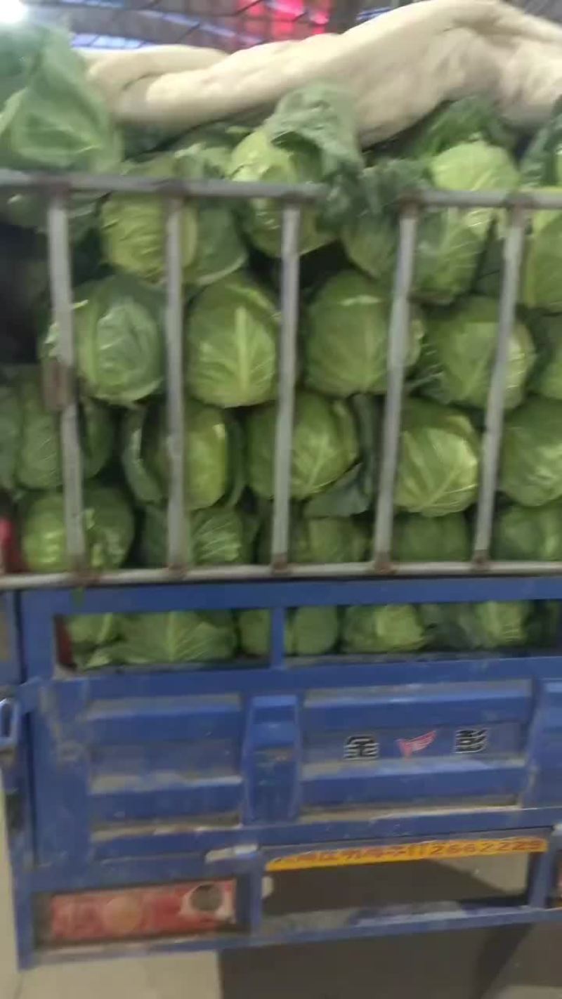 河北省昌黎精品甘蓝大量上市欢迎新老客户前来选购
