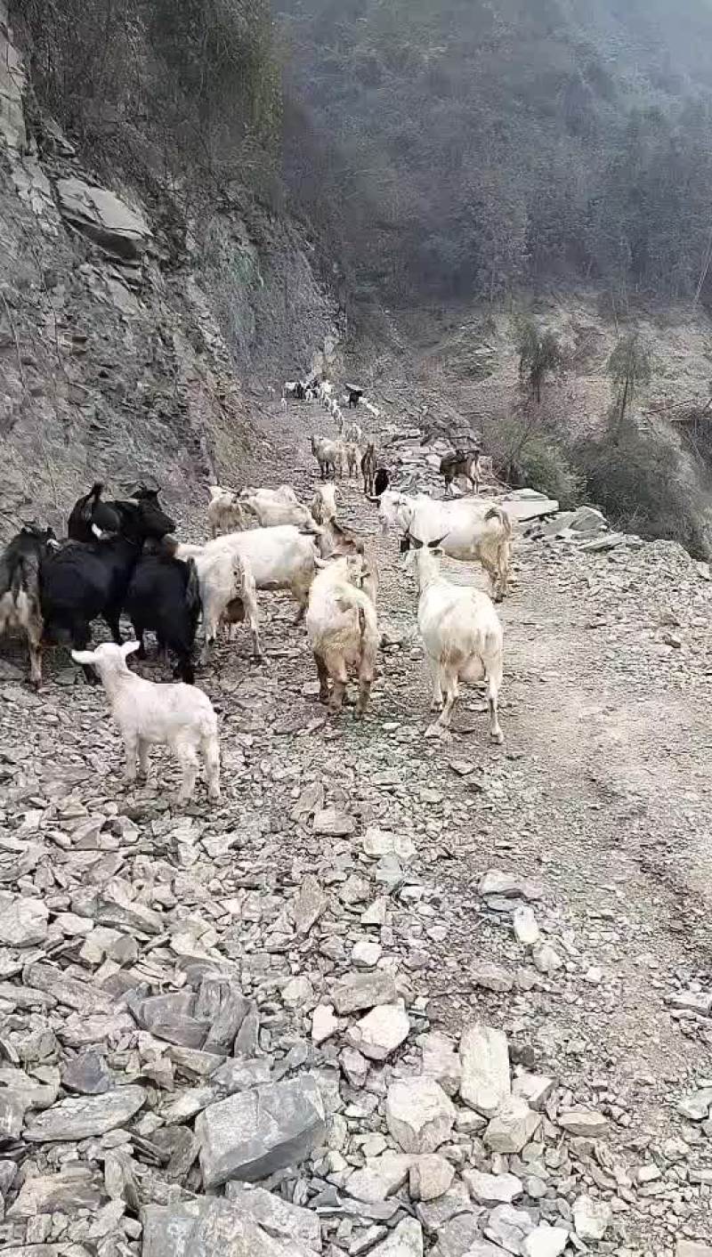 贵州生态放养黑山羊，好山好水养好羊。