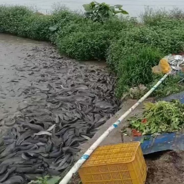 鲶鱼